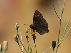 Pyrginae