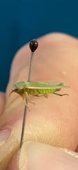 Acusana