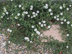 Convolvulus arvensis