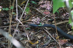 Coluber constrictor
