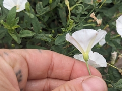 Convolvulus arvensis