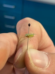 Acusana