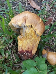 Pulchroboletus rubricitrinus