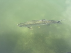 Megalops atlanticus