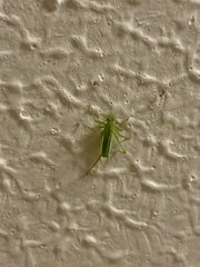 Meconema meridionale