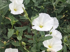 Convolvulus arvensis