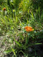 Agoseris aurantiaca