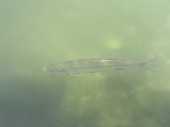 Megalops atlanticus