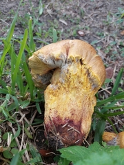 Pulchroboletus rubricitrinus