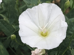 Convolvulus arvensis
