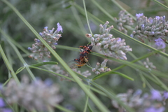 Rhynocoris iracundus