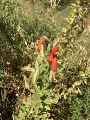 Erythranthe cardinalis