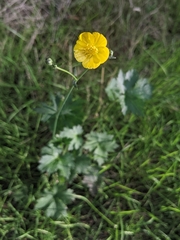 Ranunculus acris