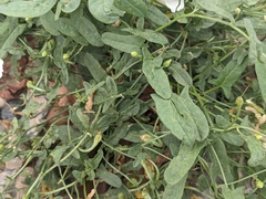 Convolvulus arvensis