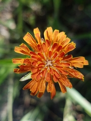 Agoseris aurantiaca