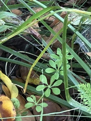 Thamnophis elegans terrestris