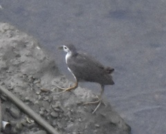 Amaurornis phoenicurus