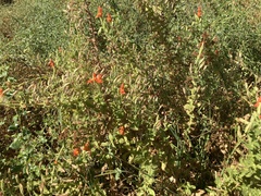 Erythranthe cardinalis