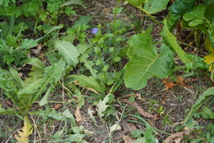 Campanulaceae