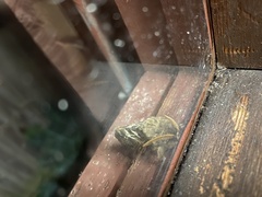 Oxycanus antipoda