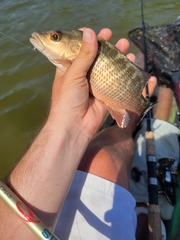 Lutjanus griseus
