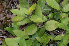 Notelaea ovata