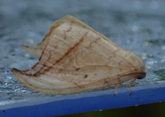 Drepana arcuata