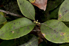 Notelaea ovata