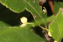 Notelaea ovata