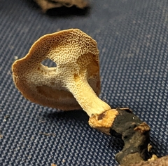 Cerioporus leptocephalus