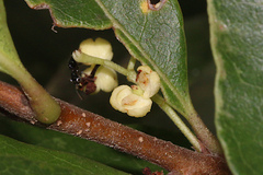 Notelaea ovata