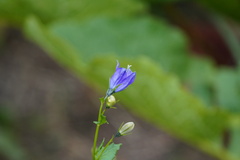 Campanulaceae