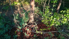 Dendrocopos major