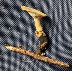 Cerioporus leptocephalus