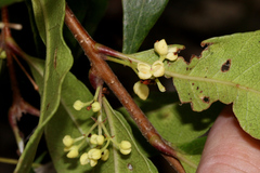 Notelaea ovata