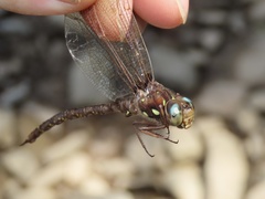 Boyeria vinosa