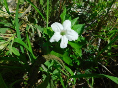 Ruellia leucantha
