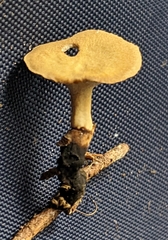 Cerioporus leptocephalus