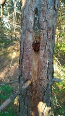 Dendrocopos major