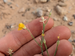 Linum puberulum