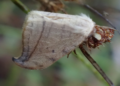 Drepana arcuata