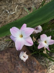 Zephyranthes chlorosolen