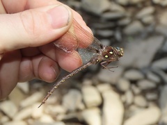 Boyeria vinosa