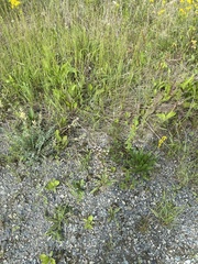 Erigeron acris kamtschaticus