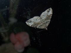 Xanthorhoe