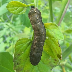 Spodoptera eridania