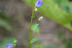 Campanulaceae