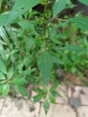 Acalypha rhomboidea