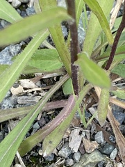 Erigeron acris kamtschaticus
