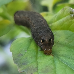 Spodoptera eridania